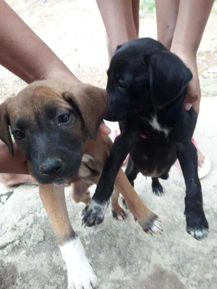 Cachorro ra a Viralata  idade Abaixo de 2 meses nome Sem nome