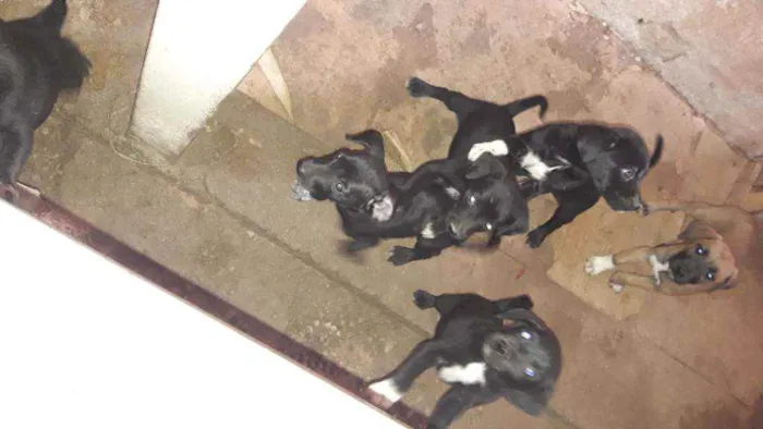 Cachorro ra a Viralata  idade Abaixo de 2 meses nome Sem nome