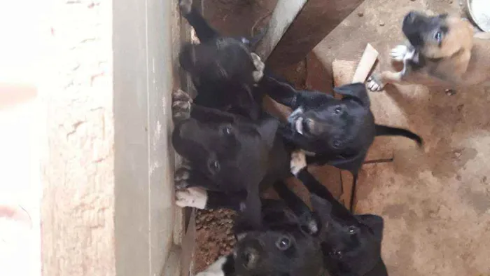 Cachorro ra a Viralata  idade Abaixo de 2 meses nome Sem nome