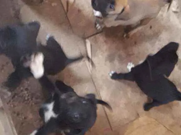 Cachorro ra a Viralata  idade Abaixo de 2 meses nome Sem nome