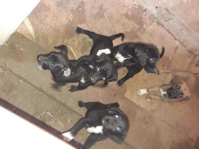 Cachorro ra a Viralata  idade Abaixo de 2 meses nome Sem nome