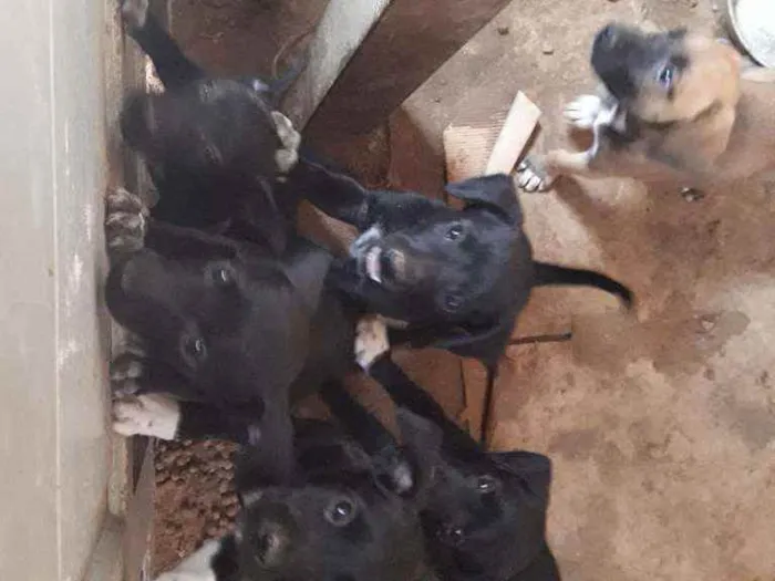 Cachorro ra a Viralata  idade Abaixo de 2 meses nome Sem nome