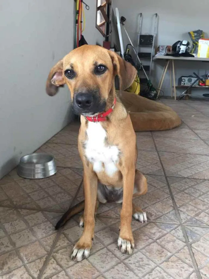 Cachorro ra a  idade 7 a 11 meses nome Não sei 