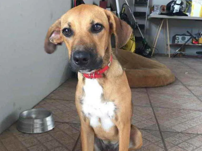 Cachorro ra a  idade 7 a 11 meses nome Não sei 