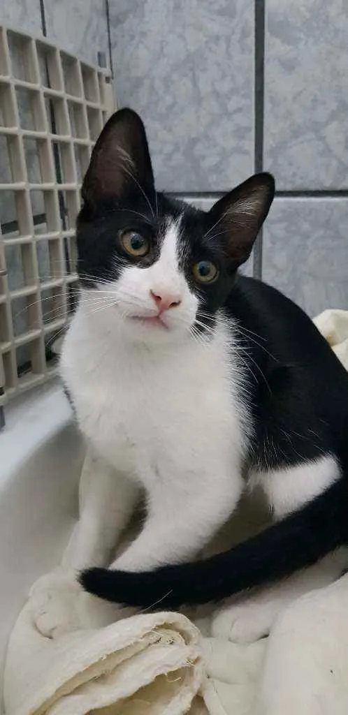 Gato ra a SRD idade 2 a 6 meses nome Gatinha castrada
