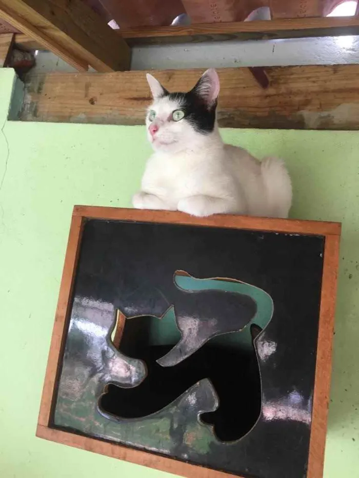 Gato ra a  idade 1 ano nome Não sei 