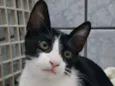 Gatinha castrada