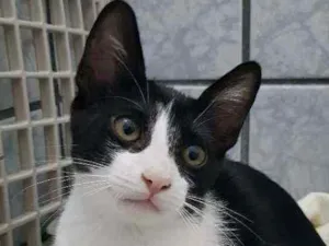 Gato raça SRD idade 2 a 6 meses nome Gatinha castrada