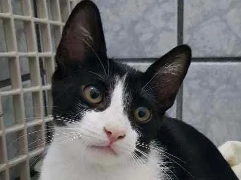 Gato ra a SRD idade 2 a 6 meses nome Gatinha castrada