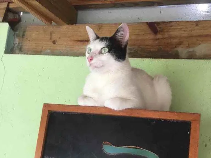 Gato ra a  idade 1 ano nome Não sei 