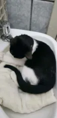 Gatinha castrada
