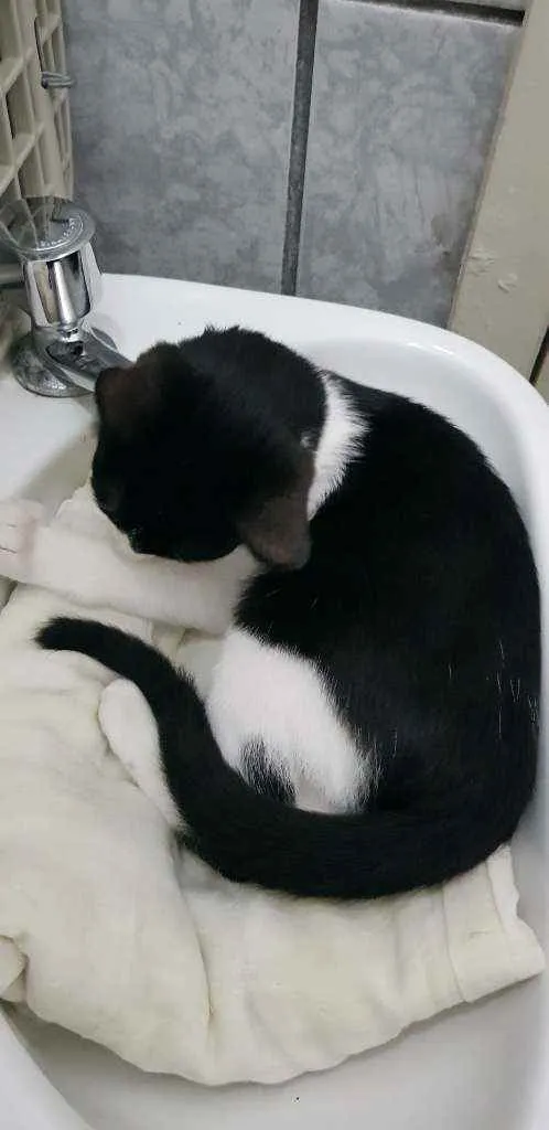 Gato ra a SRD idade 2 a 6 meses nome Gatinha castrada