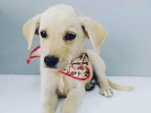 Cachorro raça srd idade 2 a 6 meses nome Fiuk