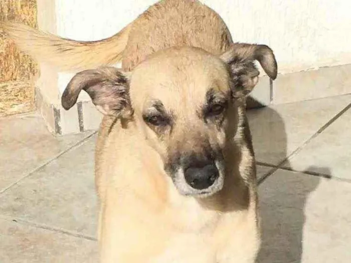 Cachorro ra a Sem raça  idade 6 ou mais anos nome Tia