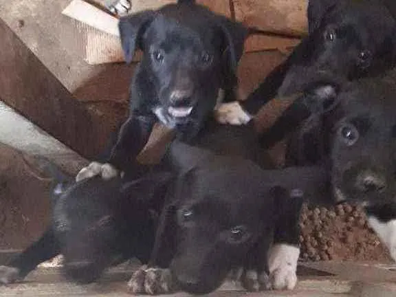 Cachorro ra a Viralata  idade Abaixo de 2 meses nome Sem nome