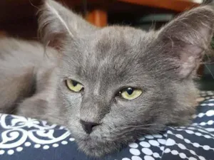 Gato raça  idade 2 a 6 meses nome Filhote cinza