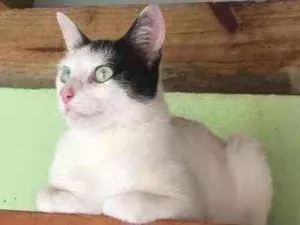 Gato raça  idade 1 ano nome Não sei 