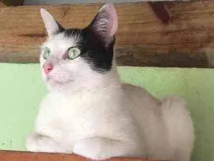 Gato ra a  idade 1 ano nome Não sei 