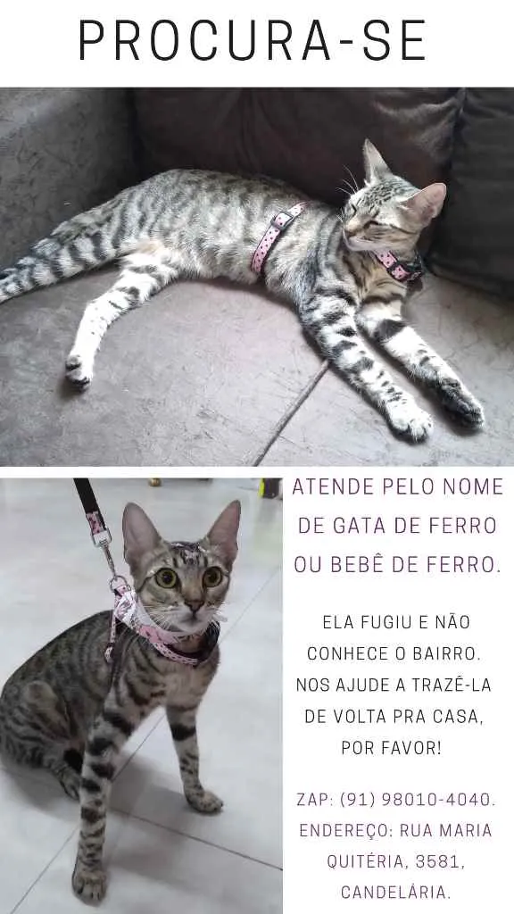 Gato ra a Rajado idade 7 a 11 meses nome Gata de ferro