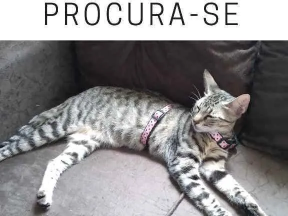 Gato ra a Rajado idade 7 a 11 meses nome Gata de ferro