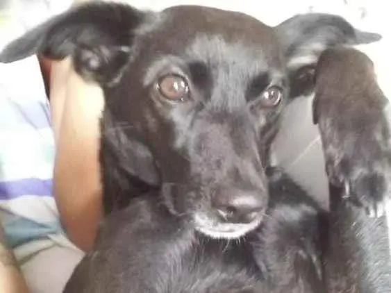 Cachorro ra a Vira lata idade 5 anos nome Preta 