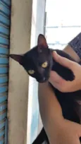 Maya