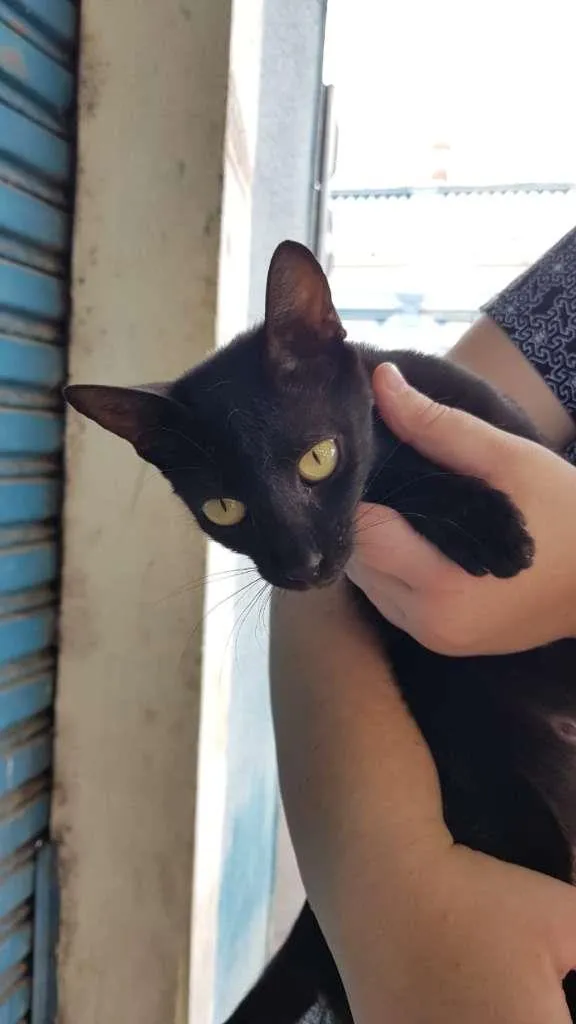 Gato raça SRD-ViraLata idade 7 a 11 meses nome Maya