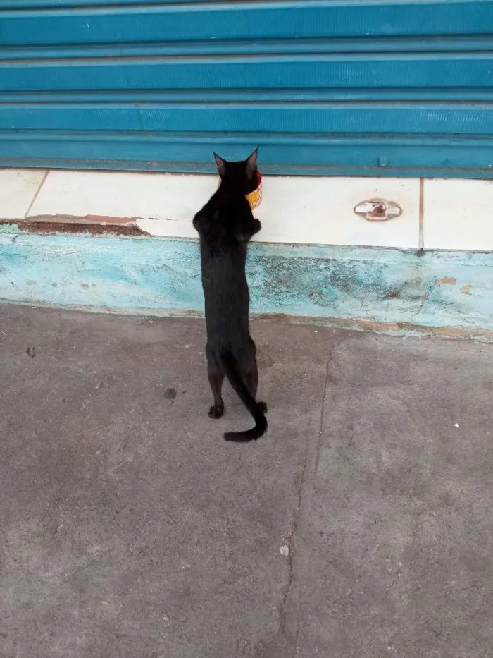 Gato raça SRD-ViraLata idade 7 a 11 meses nome Maya