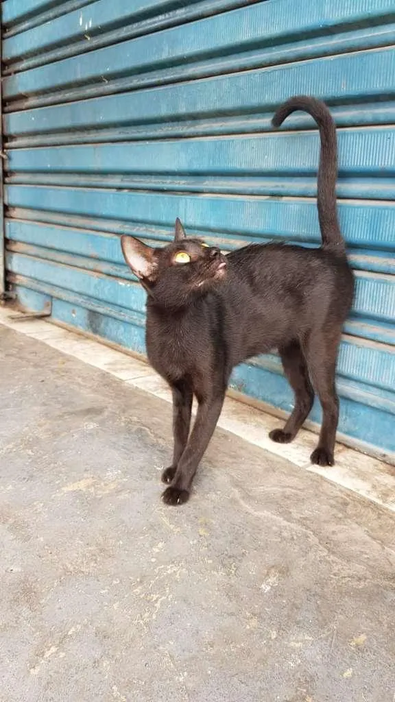 Gato raça SRD-ViraLata idade 7 a 11 meses nome Maya