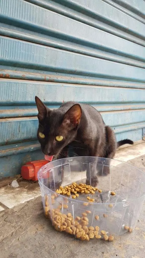 Gato raça SRD-ViraLata idade 7 a 11 meses nome Maya