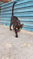 Maya