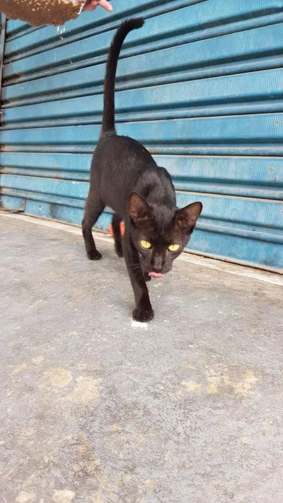 Gato raça SRD-ViraLata idade 7 a 11 meses nome Maya