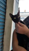 Maya