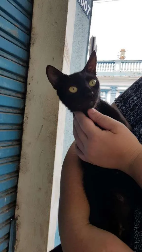 Gato raça SRD-ViraLata idade 7 a 11 meses nome Maya