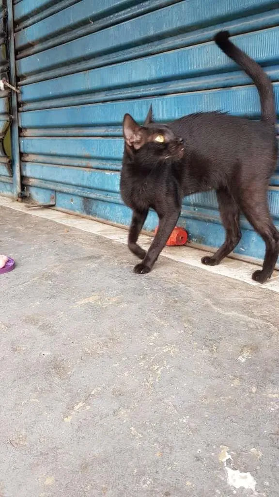 Gato raça SRD-ViraLata idade 7 a 11 meses nome Maya