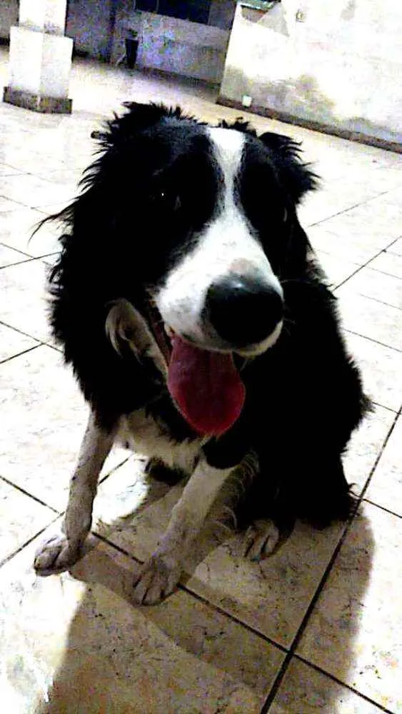 Cachorro ra a Border collie  idade 1 ano nome Nina