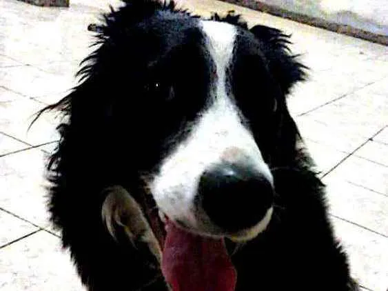 Cachorro ra a Border collie  idade 1 ano nome Nina