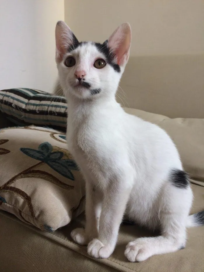 Gato ra a SRD-ViraLata idade 2 a 6 meses nome Barry