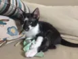 Gordon