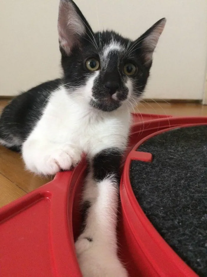 Gato ra a SRD-ViraLata idade 2 a 6 meses nome Gordon
