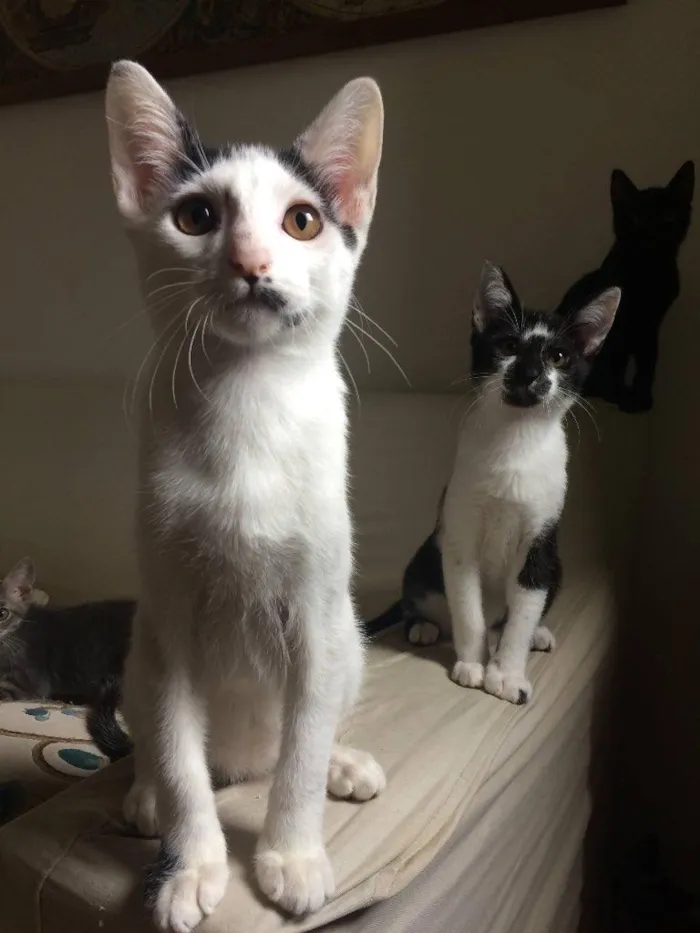 Gato ra a SRD-ViraLata idade 2 a 6 meses nome Gordon