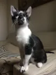 Gordon