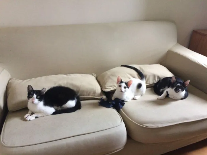 Gato ra a SRD-ViraLata idade 2 a 6 meses nome Gordon