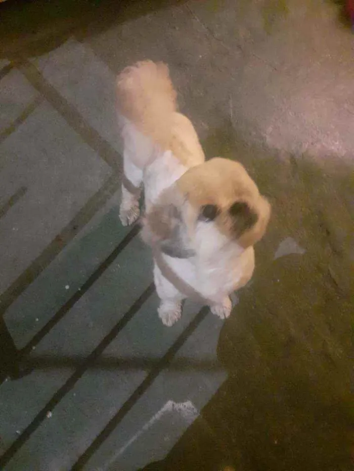 Cachorro raça Shih-tzu idade 5 anos nome Nino