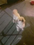Cachorro raça Shih-tzu idade 5 anos nome Nino