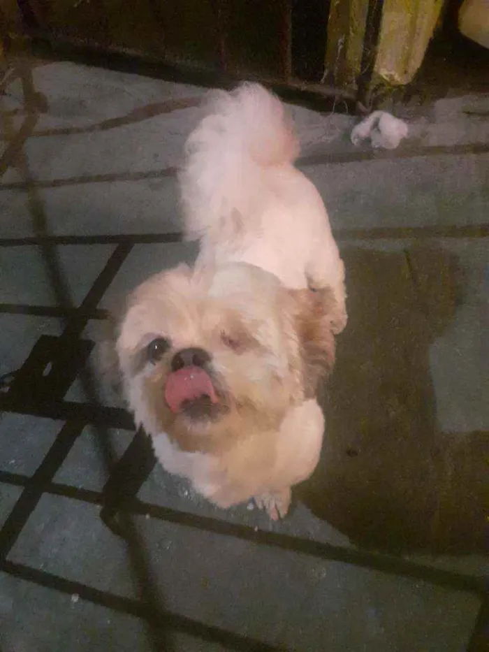 Cachorro raça Shih-tzu idade 5 anos nome Nino