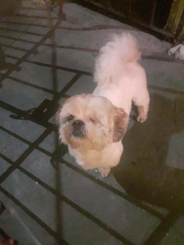 Cachorro raça Shih-tzu idade 5 anos nome Nino