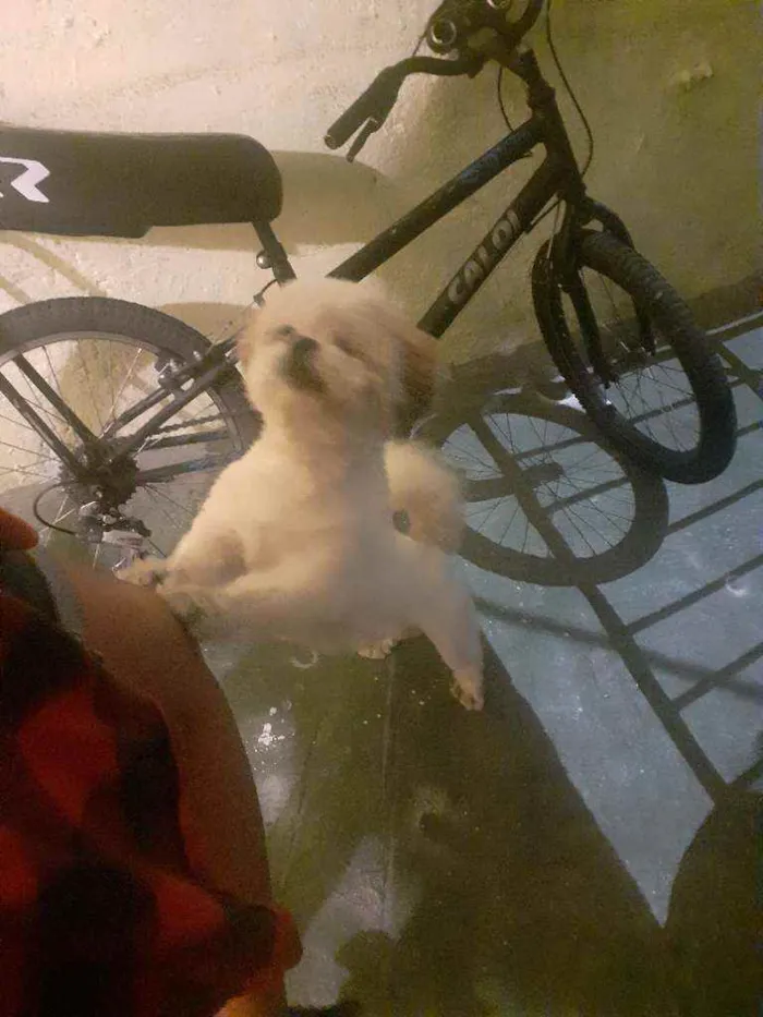 Cachorro raça Shih-tzu idade 5 anos nome Nino