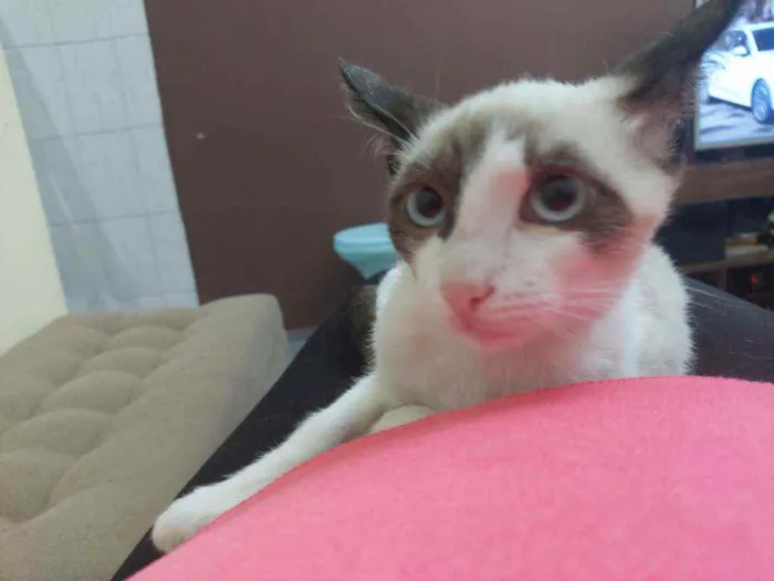 Gato raça Srd idade 2 a 6 meses nome Adonai