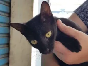 Gato raça SRD-ViraLata idade 7 a 11 meses nome Maya